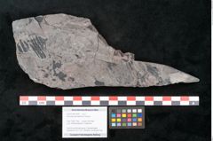Foto (Objekt + Etikett) von Dioonites permaeformis Schenk (NHMW-GEO-2024-0188-10642)